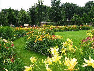 Hemerocallis Arc with bee-houses in the back