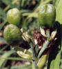 H. esculenta