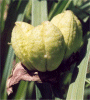 H. middendorffii