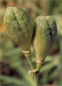 H. altissima