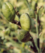 H. hakuunensis