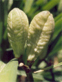 H. minor