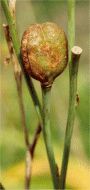 H. multiflora