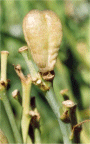 H. citrina