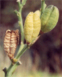 H. fulva var. littorea