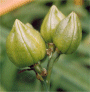 H. esculenta