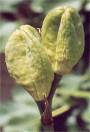 H. aurantiaca