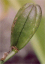 H. minor