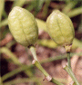 H. thunbergii