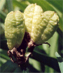 H. middendorffii