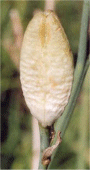 H. yezoensis