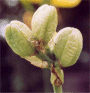 H. exaltata