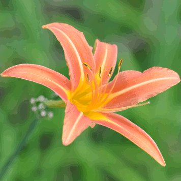 Hemerocallis fulva 'Cypriani'