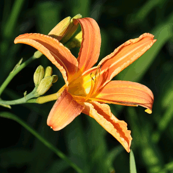 Hemerocallis fulva 'Europa'