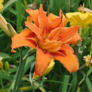 Hemerocallis fulva 'Flore Pleno'
