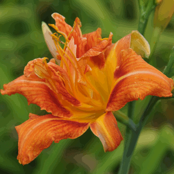 Hemerocallis fulva 'Kwanso