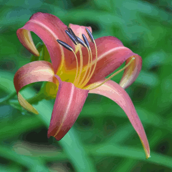 Hemerocallis fulva var. rosea 'Pastelrose'