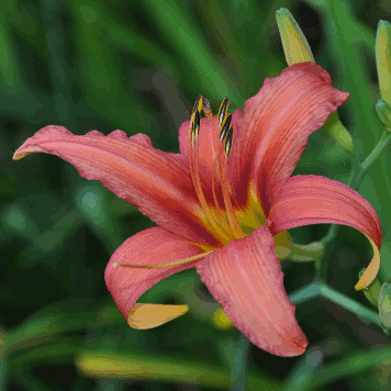 Hemerocallis fulva var. rosea 'Rosalind'