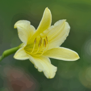 Hemerocallis altissima