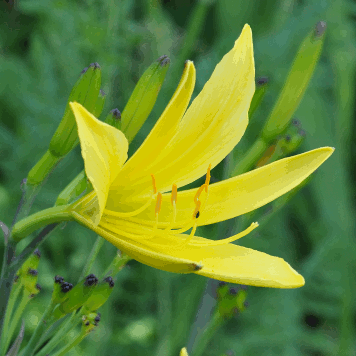 Hemerocallis citrina