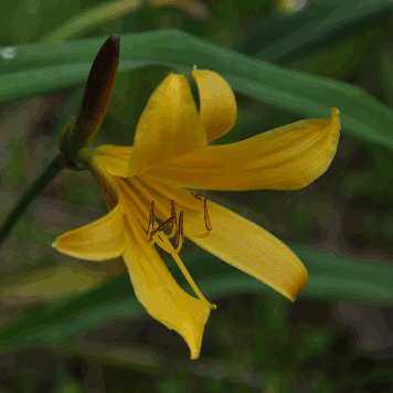 Hemerocallis dumortieri