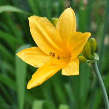 Hemerocallis exaltata