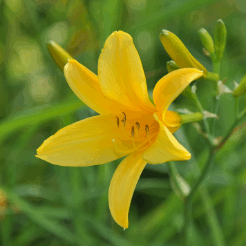 Hemerocallis hakuunensis