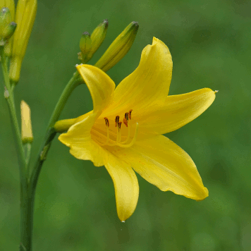 Hemerocallis lilioasphodelus