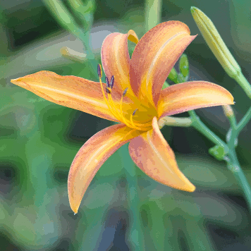 Hemerocallis fulva var. littorea