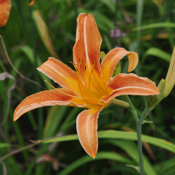 Hemerocallis fulva var. maculata