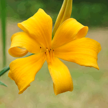 Hemerocallis major