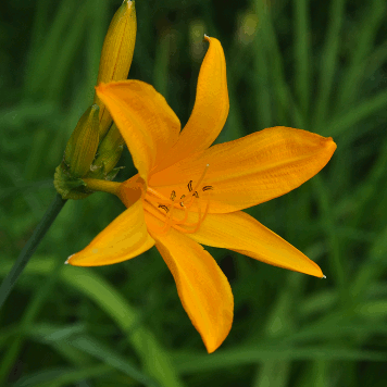 Hemerocallis middendorffii