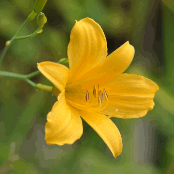 Hemerocallis multiflora