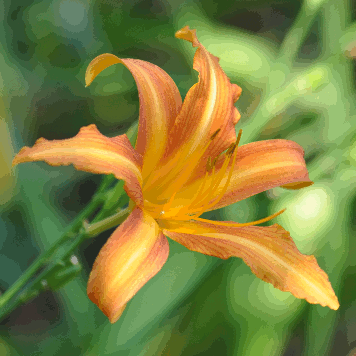 Hemerocallis fulva var. pauciflora
