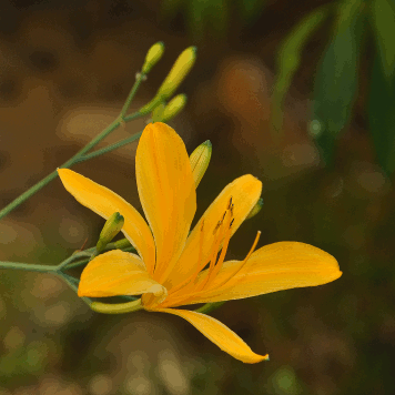 Hemerocallis plicata