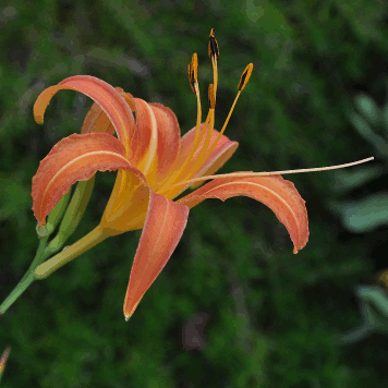 Hemerocallis fulva var. sempervirens
