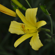 Hemerocallis thunbergii