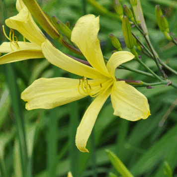 Hemerocallis citrina var. vespertina
