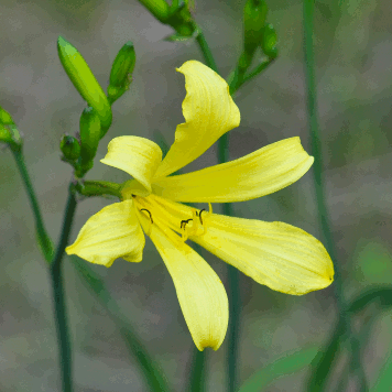 Hemerocallis yezoensis